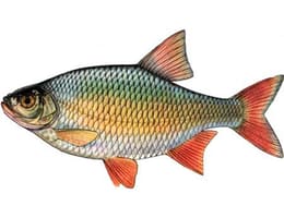 Rosioara - Scardinius erythrophthalmus