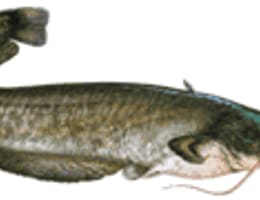 Somnul - Silurus glanis