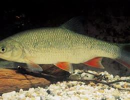 Vaduvita Leuciscus Idus