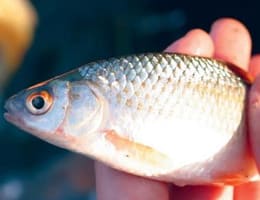 Arome pentru babusca