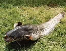 Somn pe Olt , somnul urias