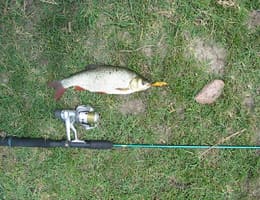 Pescuitul la vaduvita