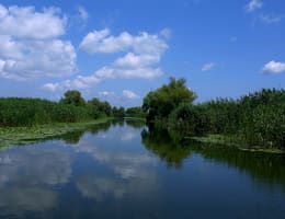 Pescuitul crapului la stuf