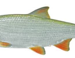 carlige folosite la pescuit de scobar