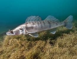 Șalăul primăvara, echipament necesar, tehnici si localizare