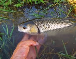 Cu voblerul la clean