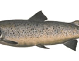 pastravul si fratii lui