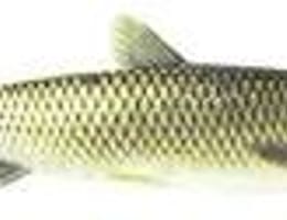 Reteta de boilies pentru cteno (amur)