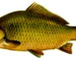 Abecedarul pescarului la crap - sugestii