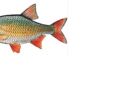 ROSIOARA SI BABUSCA - ASEMANARI SI DEOSEBIRI