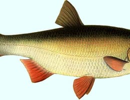 Vaduvita in cateva cuvinte