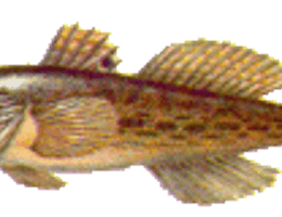 Pescuitul guvizilor pe rauri