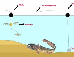 montura somn tensionata