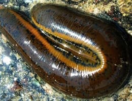 Lipitori pentru pescuit