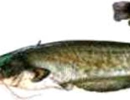 Somn - nade si momeli