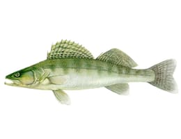 Pescuitul la salau pe Olt