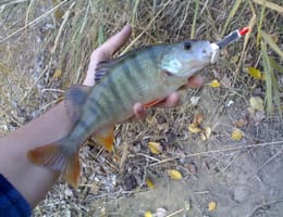 Pescuitul bibanului la artificiale