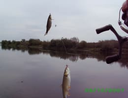 Pescuitul la oblete pe Olt