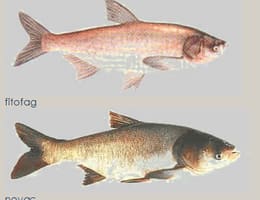 Initiere in pescuitul Novacului