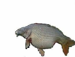   Cumpar Crapi !! Exemplare Peste 10 Kg