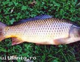 Vand puiet vara I-a Ferma Piscicola Slavesti