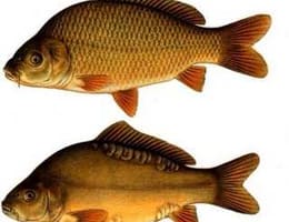 Vand puiet vara II-a Ferma Piscicola Slavesti