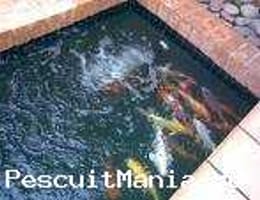 Vand crapi japonezi - koi