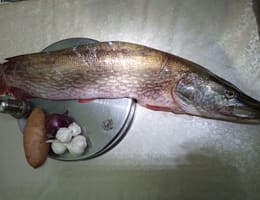 Stiuca captura Dunare , gust  impresionant :)