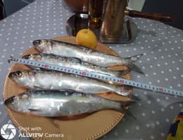 Precomenzi Scrumbii proaspete , superioare , capturi Galati :)