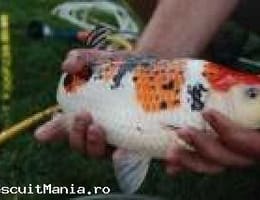 CRAPI KOI / JAPONEZI