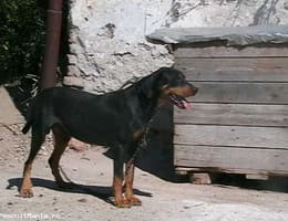 VAND COPOI ARDELENESTI