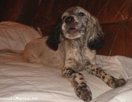 Vand Catei / Pui SETTER ENGLEZ