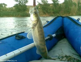 PESCUIT PE EBRO MEQUINENZA