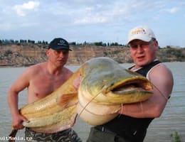 PESCUIT PE EBRO MEQUINENZA sau CASPE , RIBA ROJA