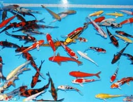 VAND  CRAP KOI CARAS AURIU