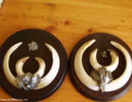 Vand trofee de MISTRET si  CAPRIOR