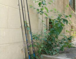 Vand 2 lansete Sert Authority 