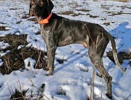 Vand Brac German, pret mic, mascul, 1 an