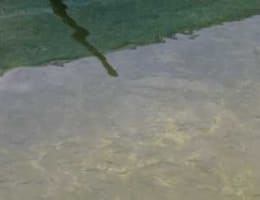 Vindem Puiet de Pastrav Curcubeu si Fantanel