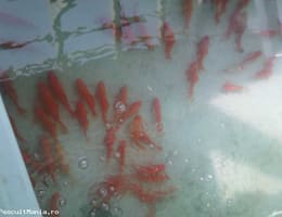 crap koi,caras ornamental