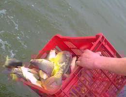 Repopulare iaz Dumesti