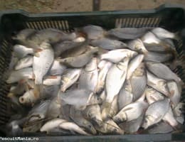 Vanzare puiet de CRAP