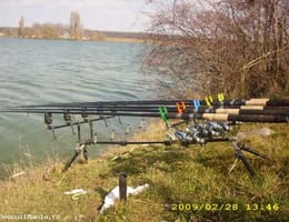 vand urgent bete lanseta