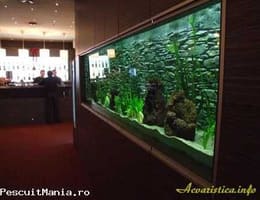 Proiectam si amenajam acvarii, helestee, perdele de apa
