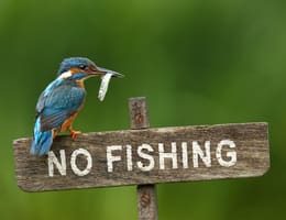 Prohibiția pescuitului pentru anul 2026