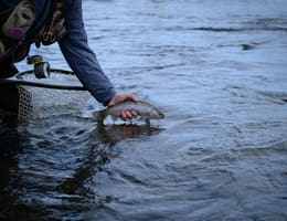 Pescuitul în luna februarie - pești , nada si tehnici