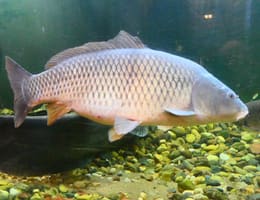 Pescuitul crapului sălbatic - tehnici , nada si localizare