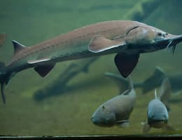 Cele mai importante specii de pești din Dunăre