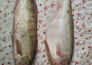 Imagine Vand Salau captura Dunare , gust de mare exceptie :)