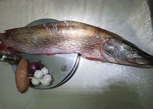 Imagine Stiuca captura Dunare , gust  impresionant :)